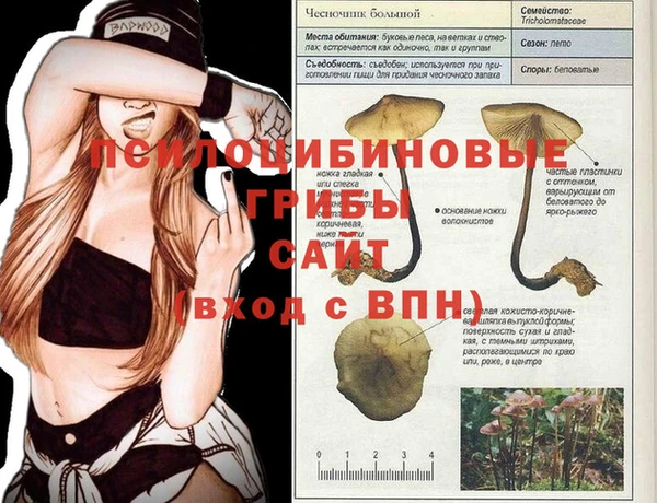 PSILOCYBIN Каменногорск